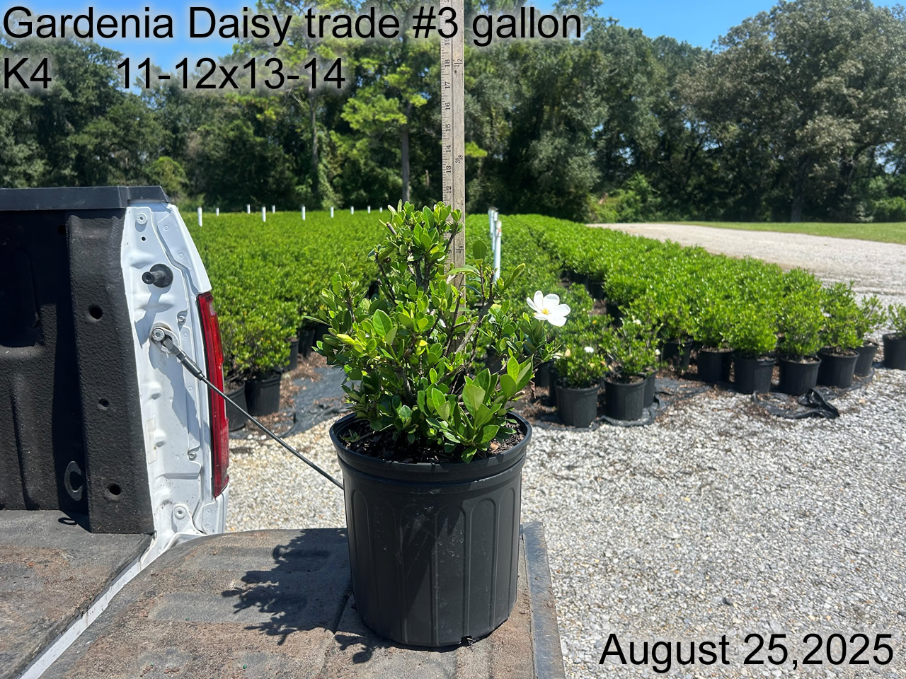 gallery/gdai3t k4 aug25.jpg